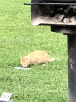2018Picnic26.jpeg